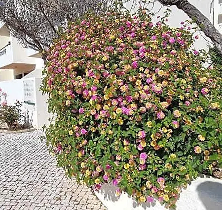 Jardim By Umbral Albufeira
